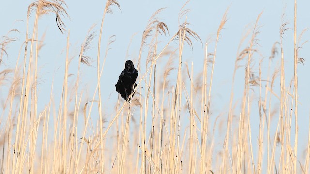Boat-tailed Grackle - ML637424505