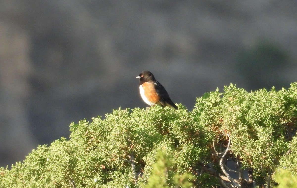 Spotted Towhee - ML637424527
