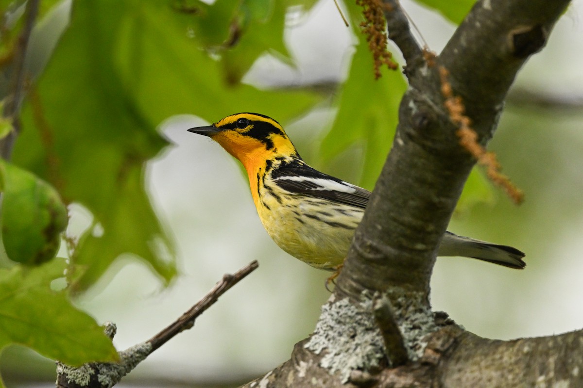 Blackburnian Warbler - ML637424540