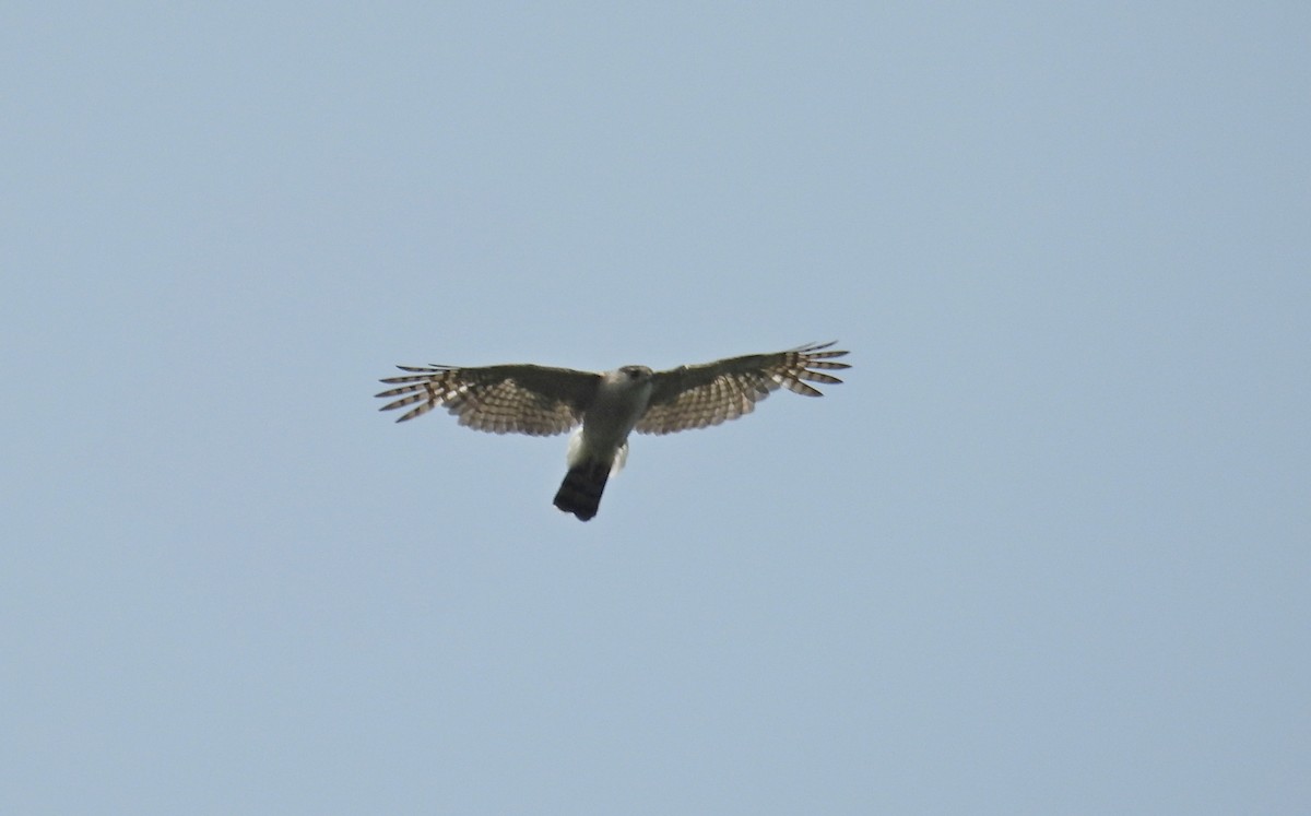 Sharp-shinned/Cooper's Hawk - ML637424543