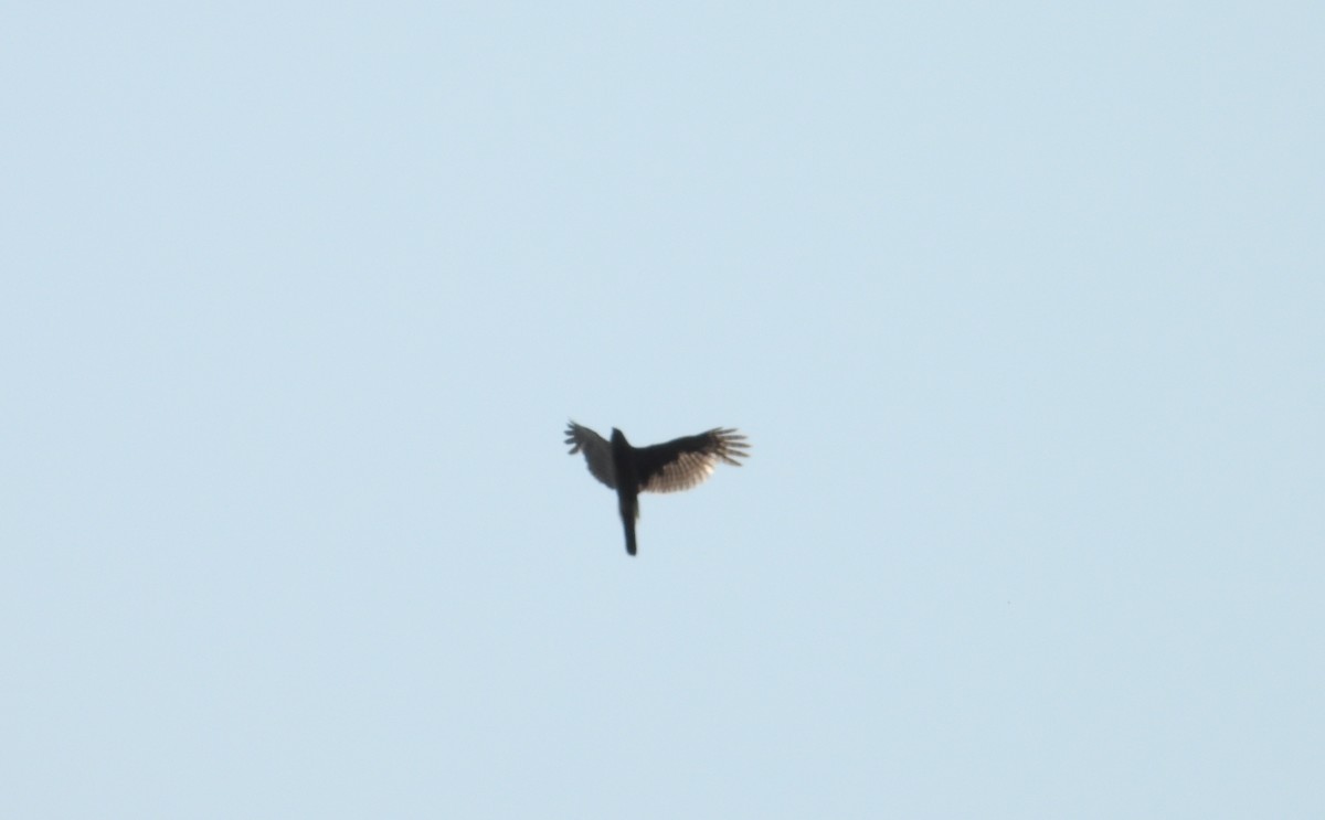 Sharp-shinned/Cooper's Hawk - ML637424546