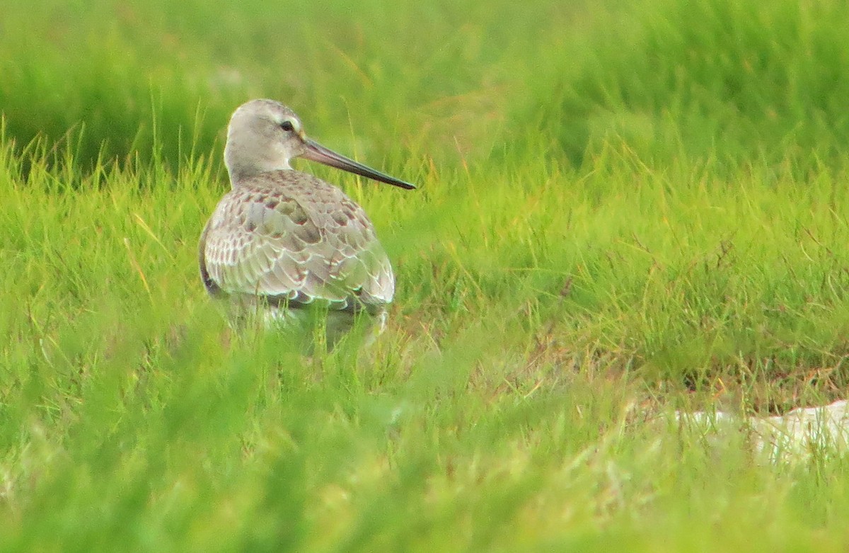 Hudsonian Godwit - ML637424554