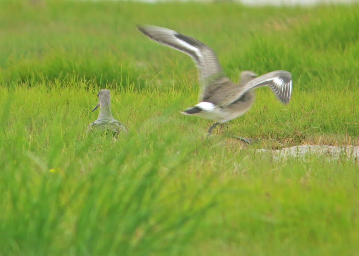 Hudsonian Godwit - ML637424573