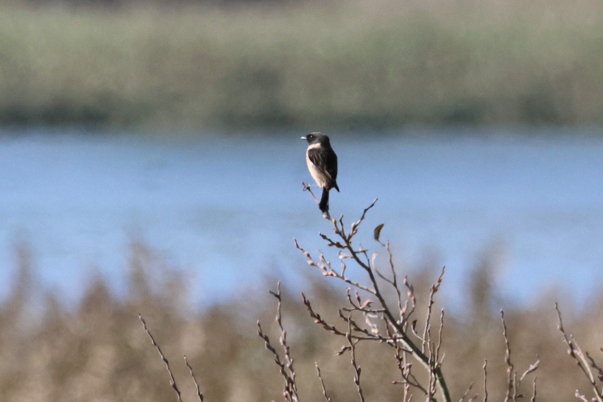 European Stonechat - ML637424576