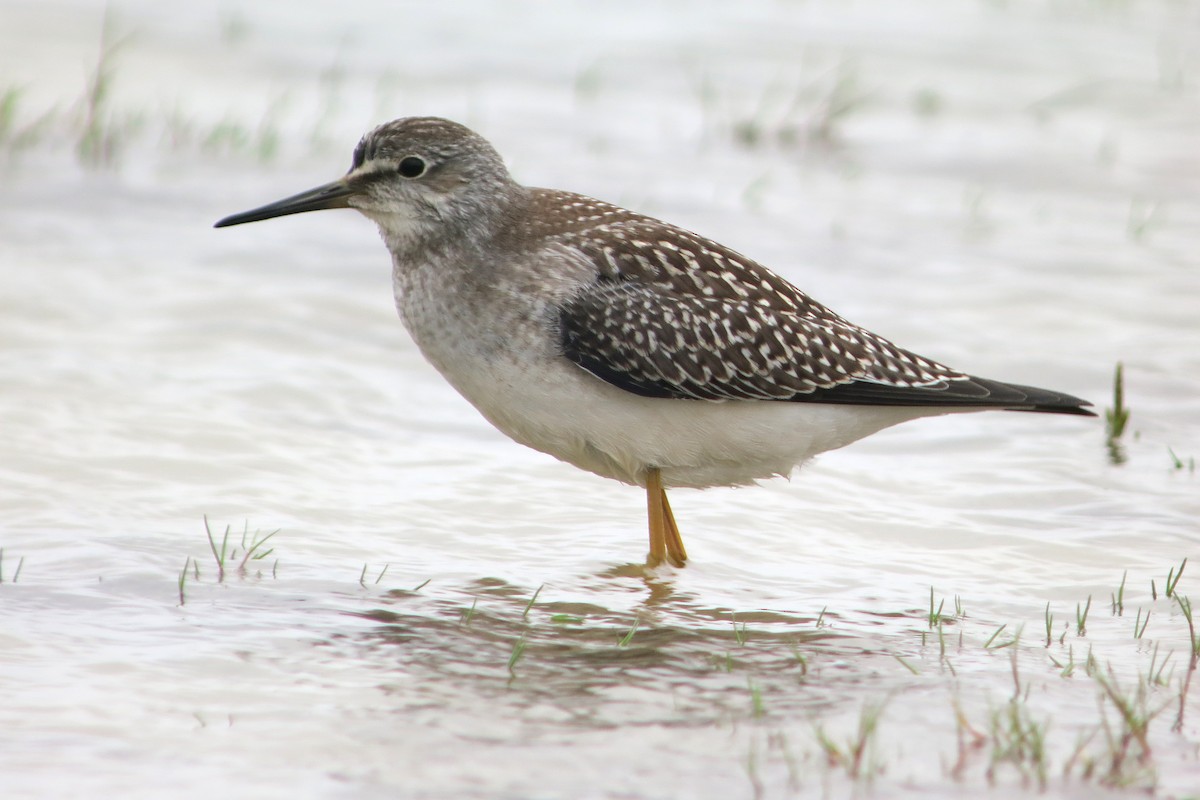 Lesser Yellowlegs - ML637424583