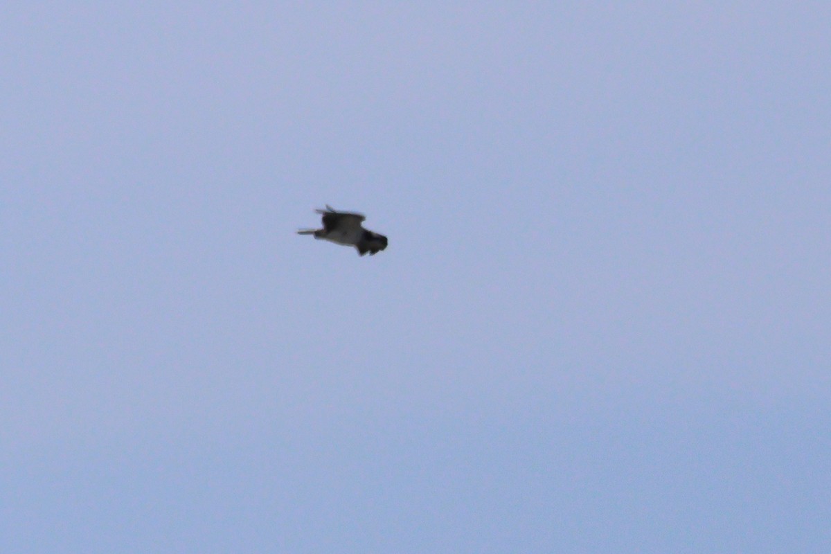 魚鷹 - ML637424592