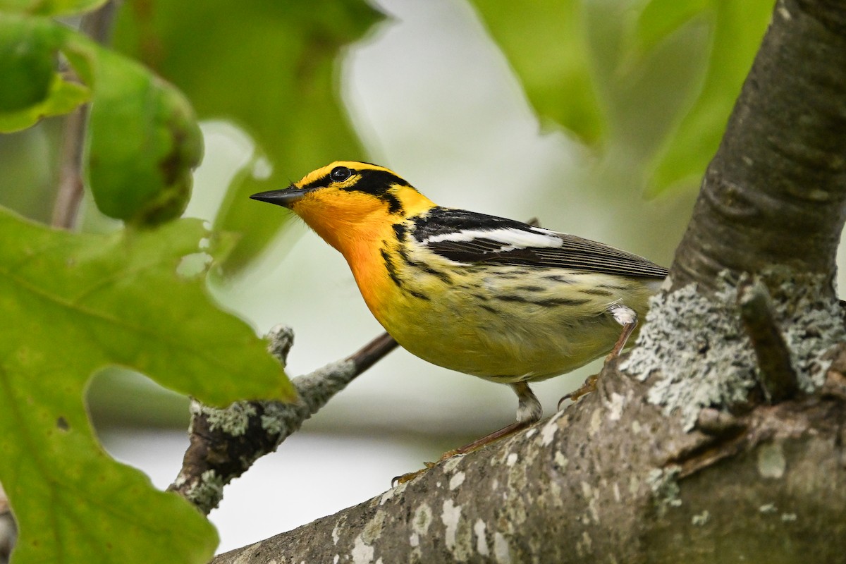 Blackburnian Warbler - ML637424600