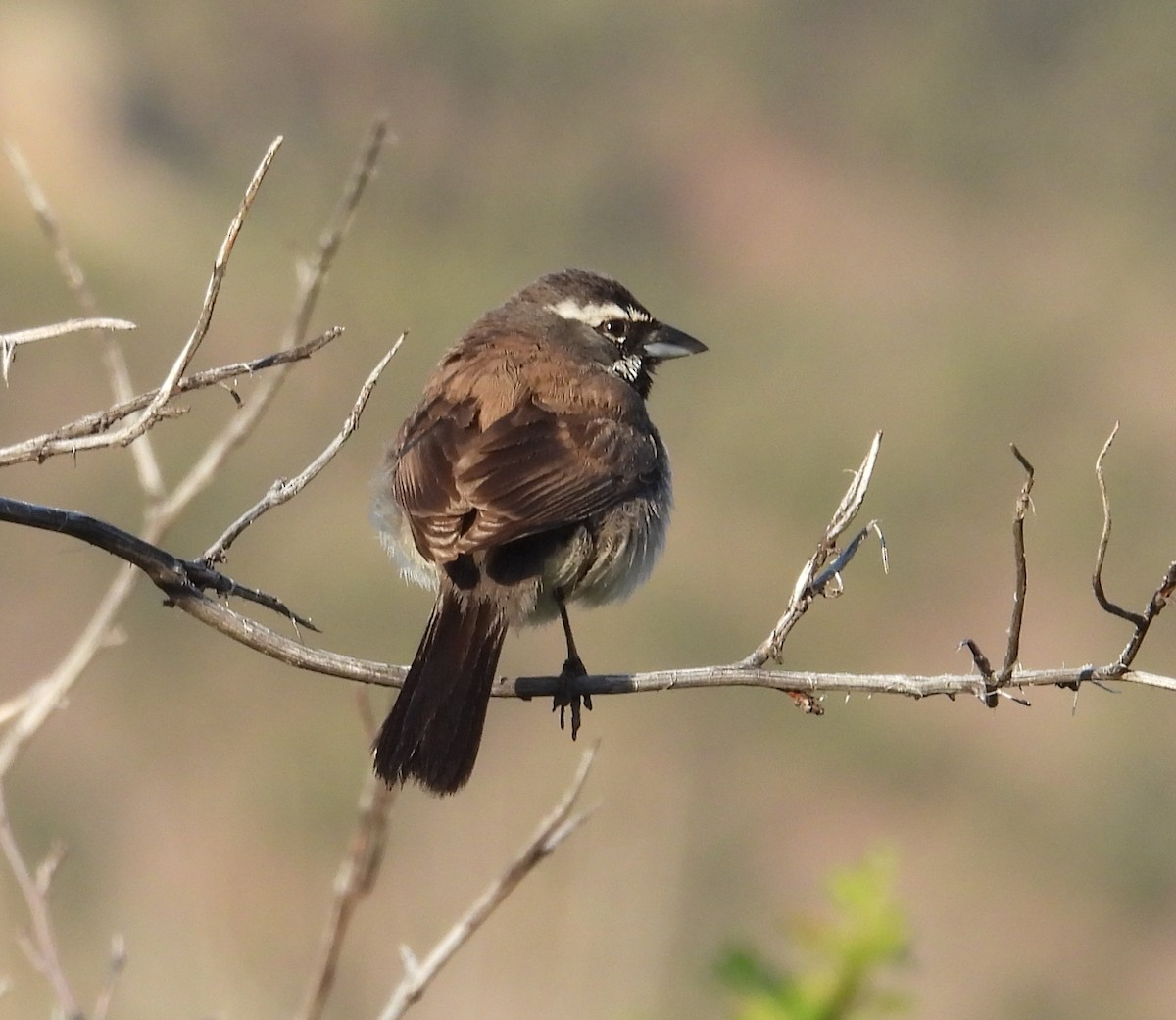 Black-throated Sparrow - ML637424620