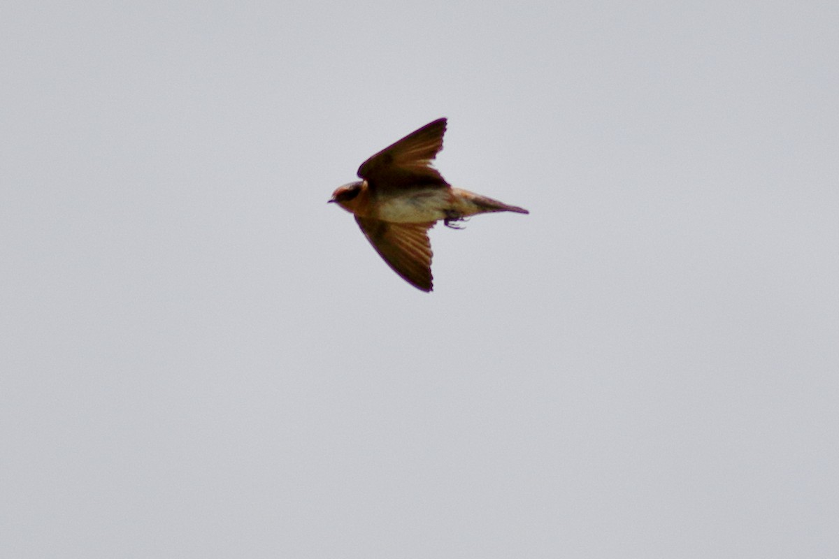 Cave Swallow - ML637424623