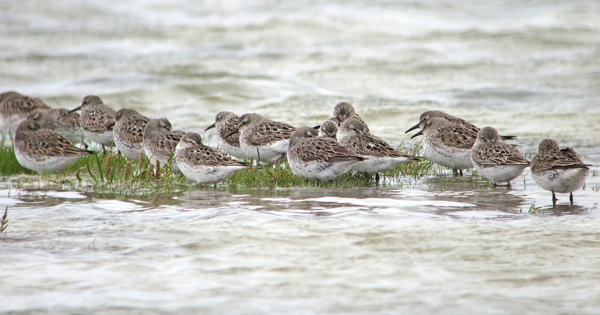 White-rumped Sandpiper - ML637424627