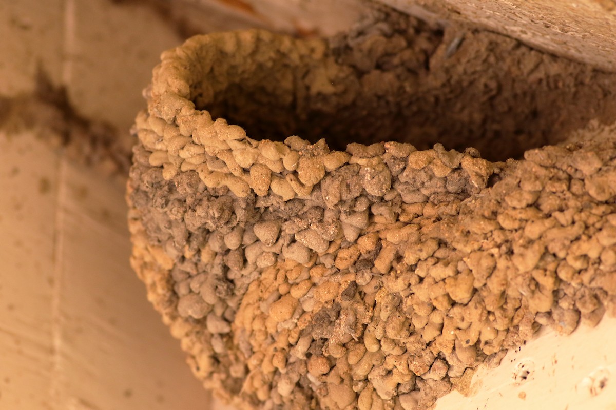 Cave Swallow - ML637424628