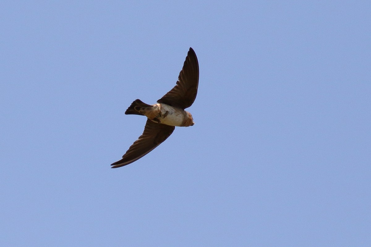 Cave Swallow - ML637424630
