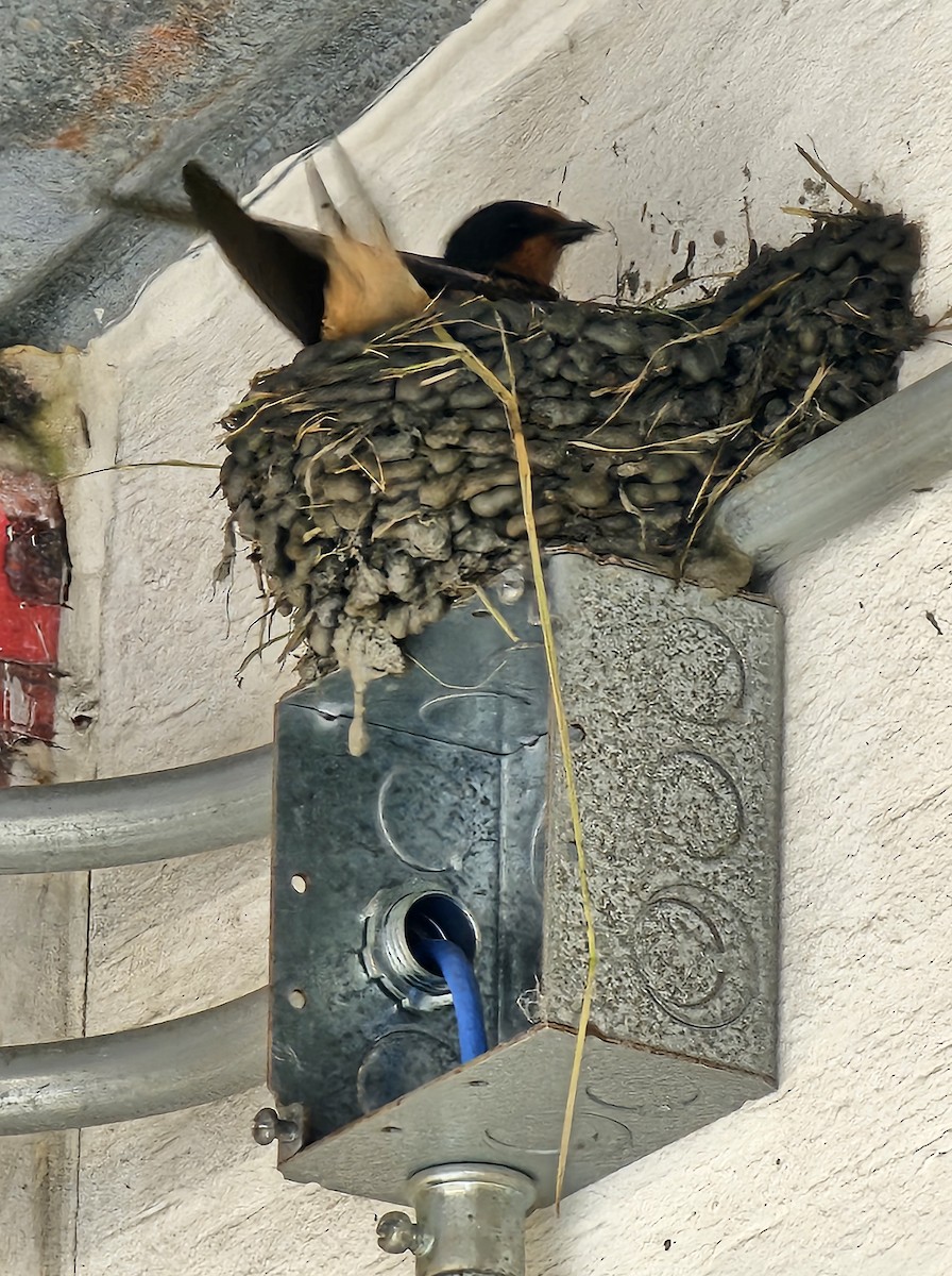 Barn Swallow - ML637424633