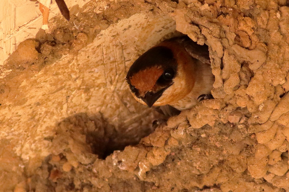 Cave Swallow - ML637424637