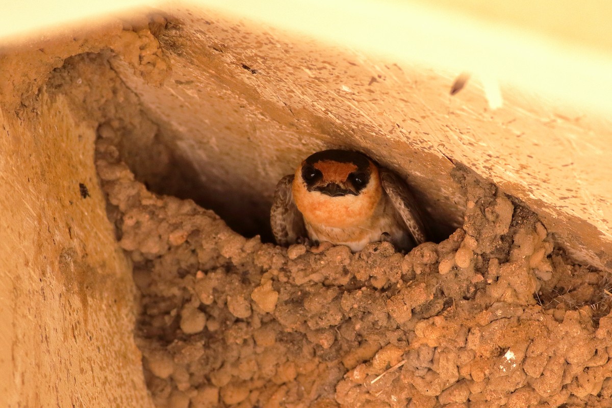 Cave Swallow - ML637424639