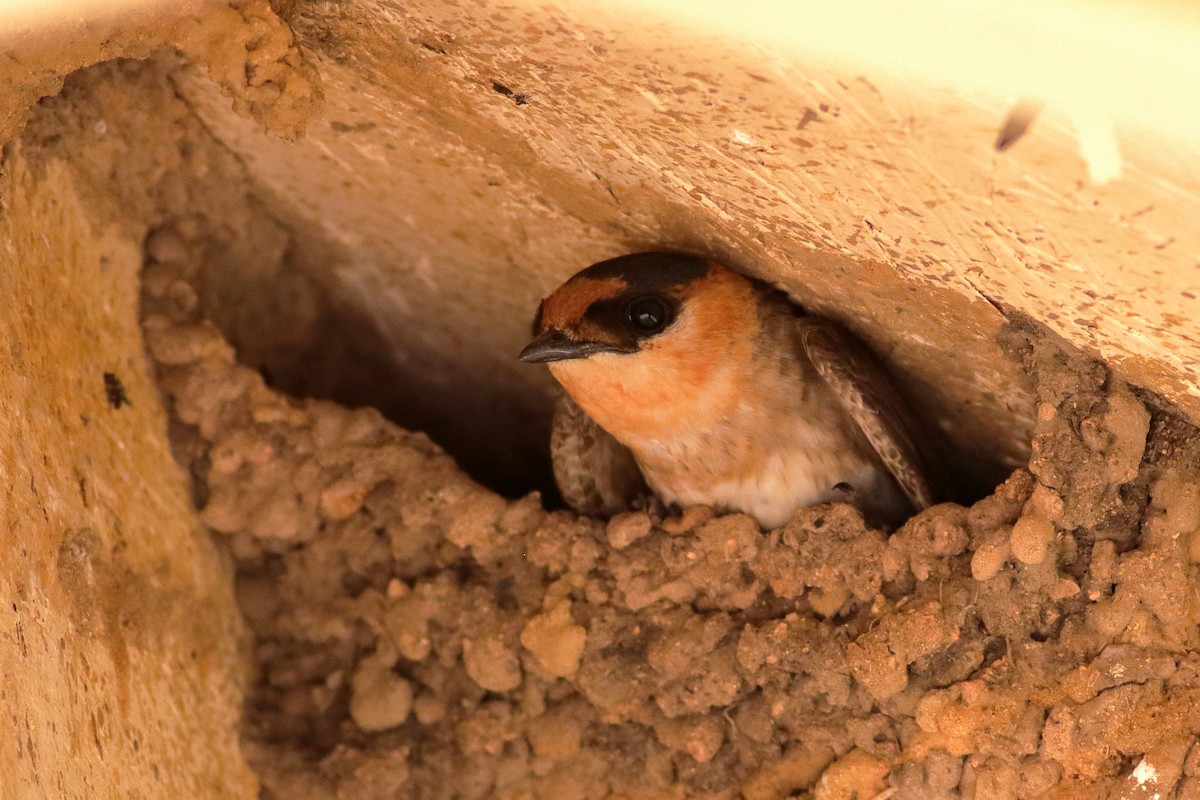 Cave Swallow - ML637424641