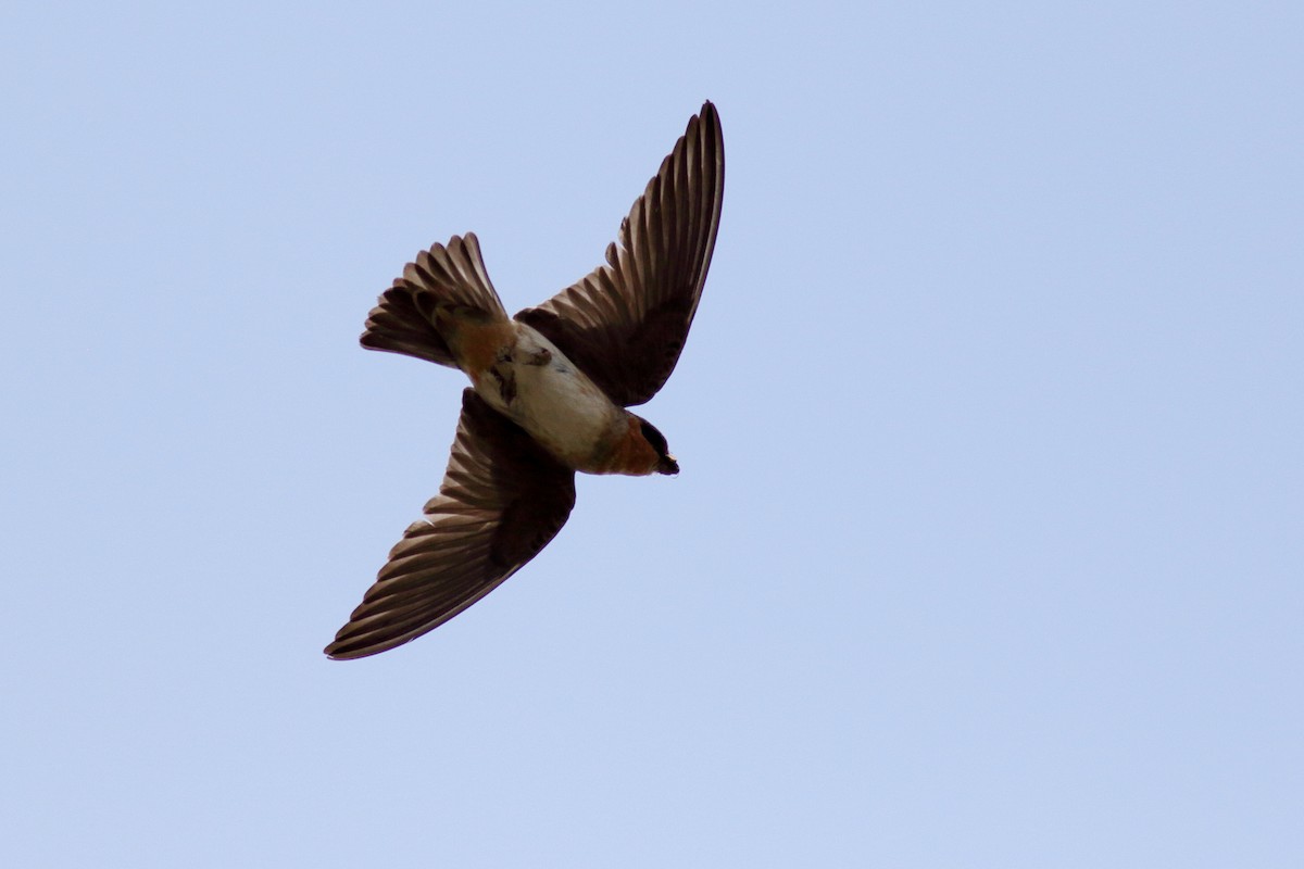 Cave Swallow - ML637424645