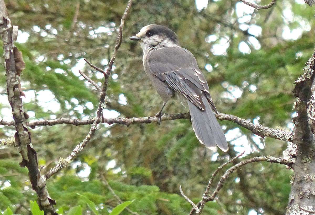 Canada Jay - ML637424659