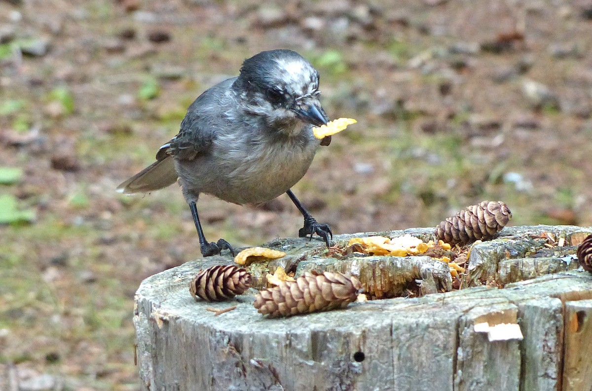 Canada Jay - ML637424663