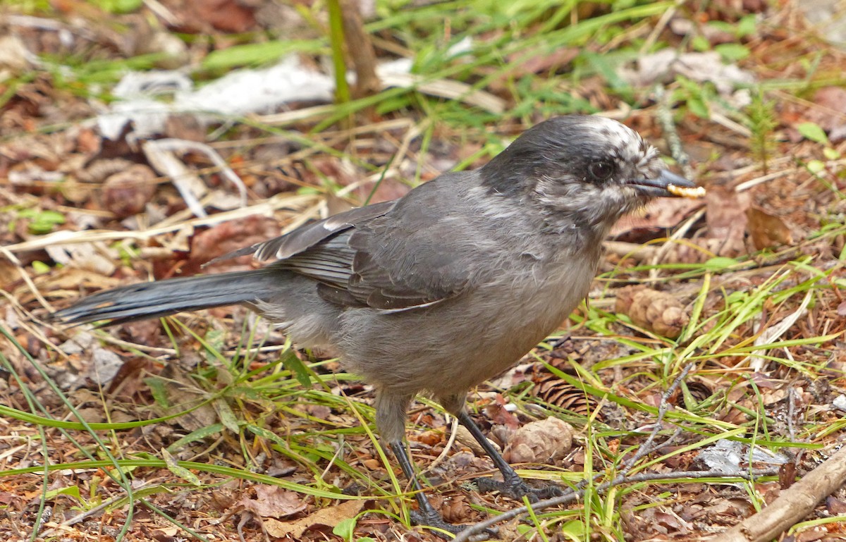 Canada Jay - ML637424673