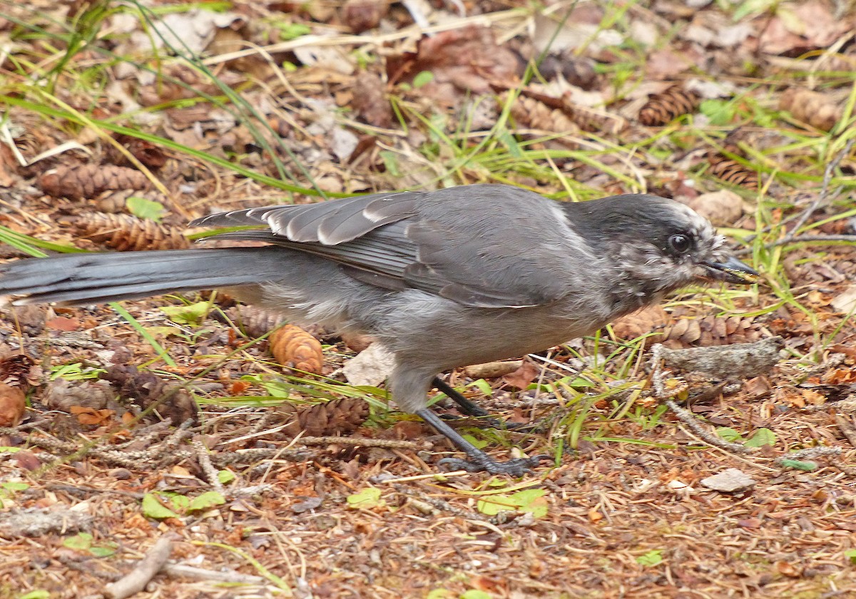 Canada Jay - ML637424674