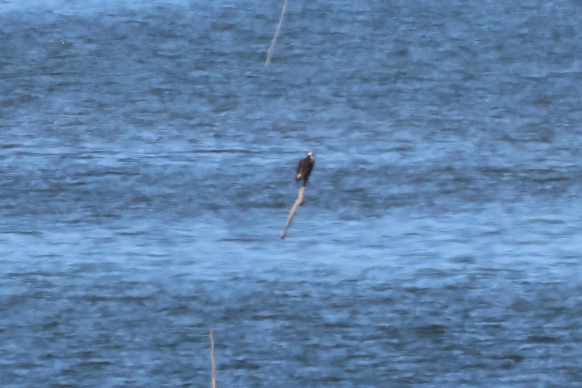 魚鷹 - ML637424677