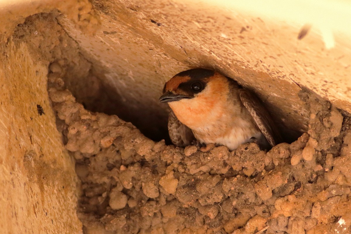 Cave Swallow - ML637424679
