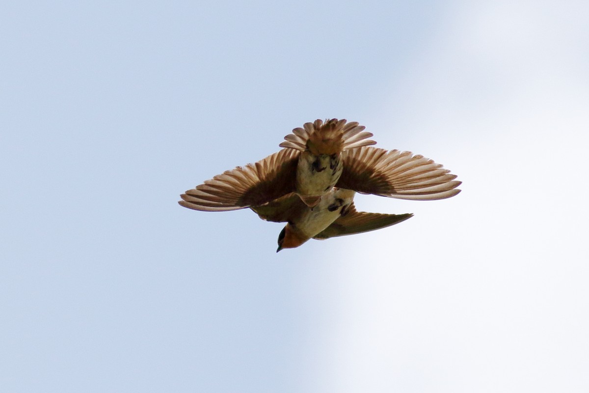 Cave Swallow - ML637424680