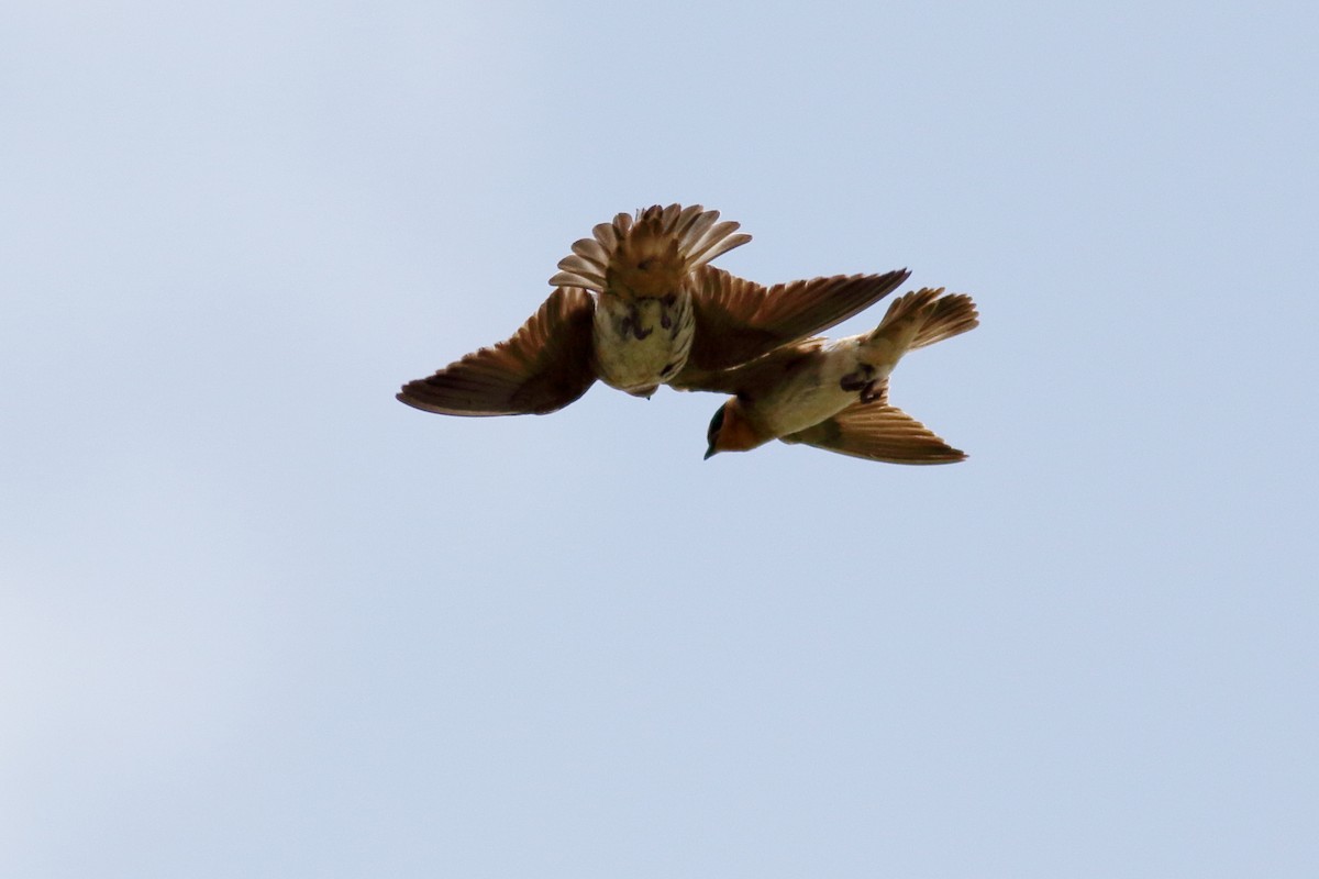 Cave Swallow - ML637424681