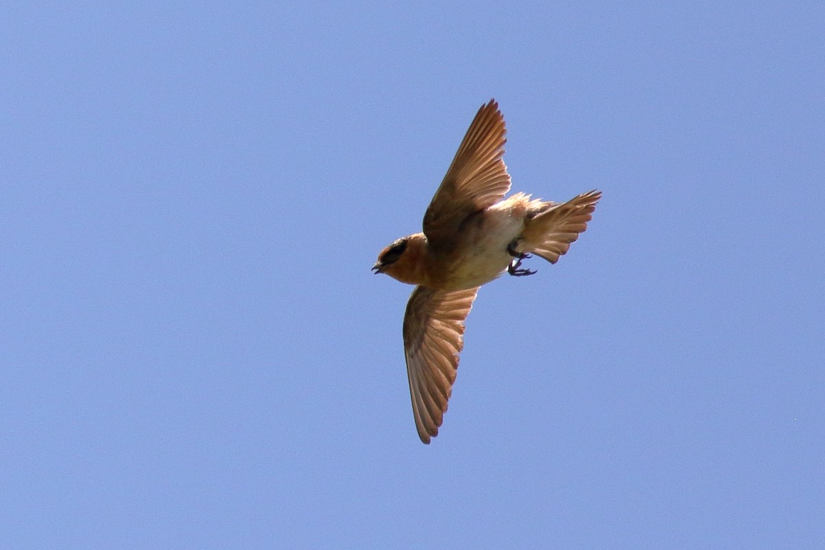 Cave Swallow - ML637424682