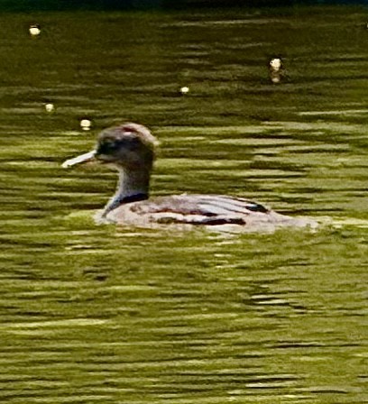 morčák chocholatý - ML637424683