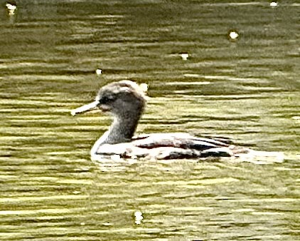 morčák chocholatý - ML637424684