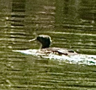 morčák chocholatý - ML637424685