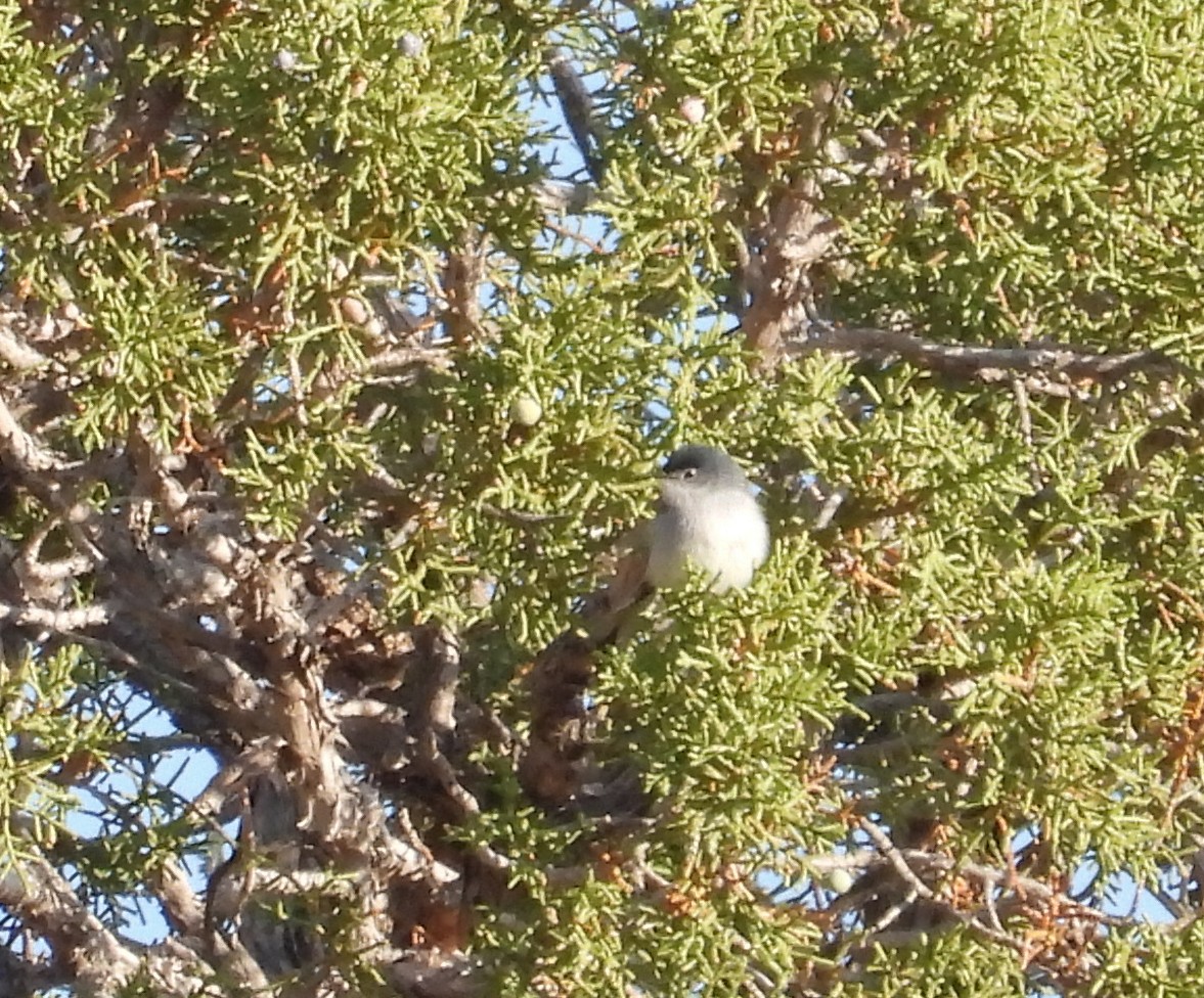 Blue-gray Gnatcatcher - ML637424686
