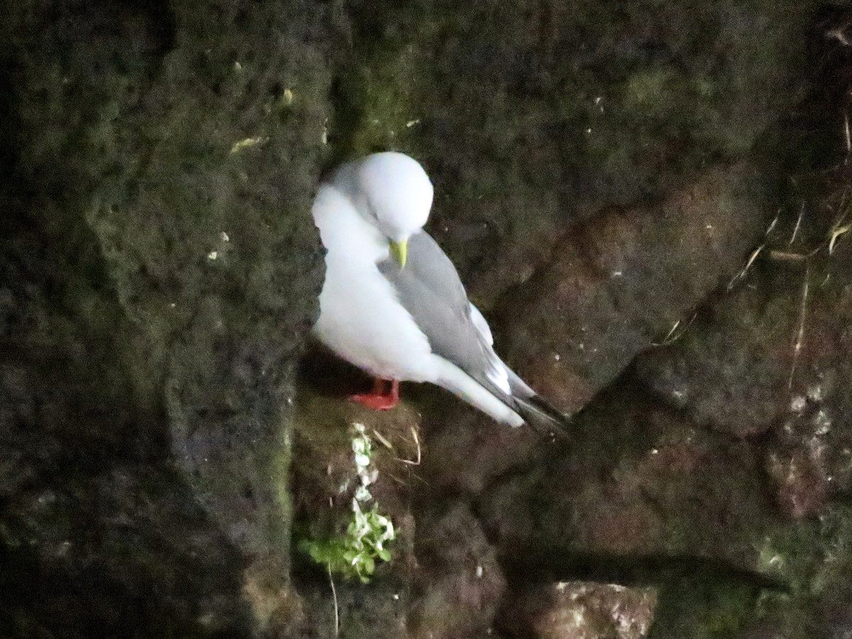 Red-legged Kittiwake - ML637424689