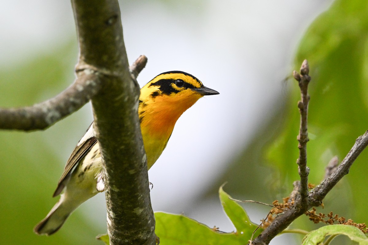 Blackburnian Warbler - ML637424696