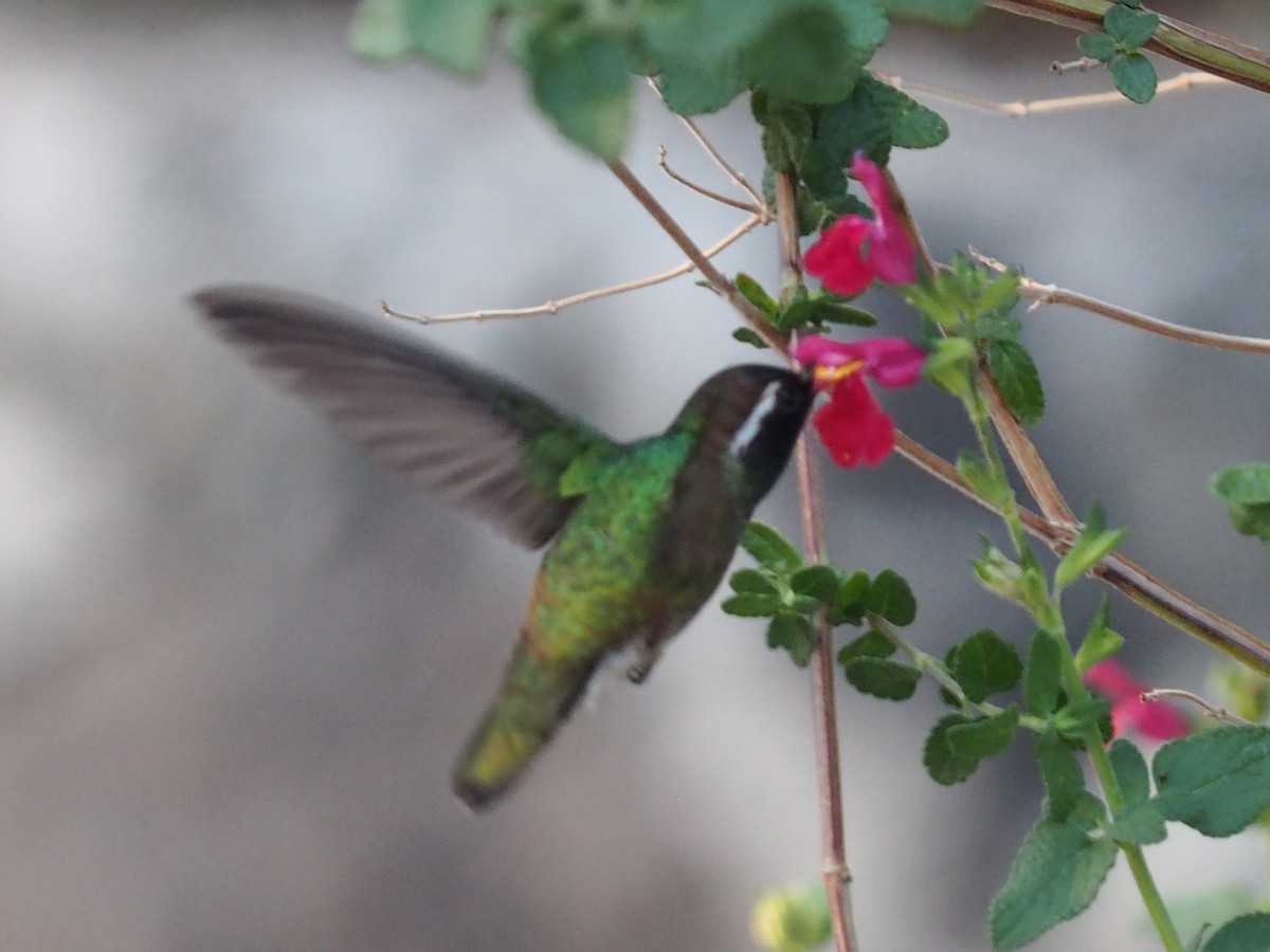 White-eared Hummingbird - ML637424711