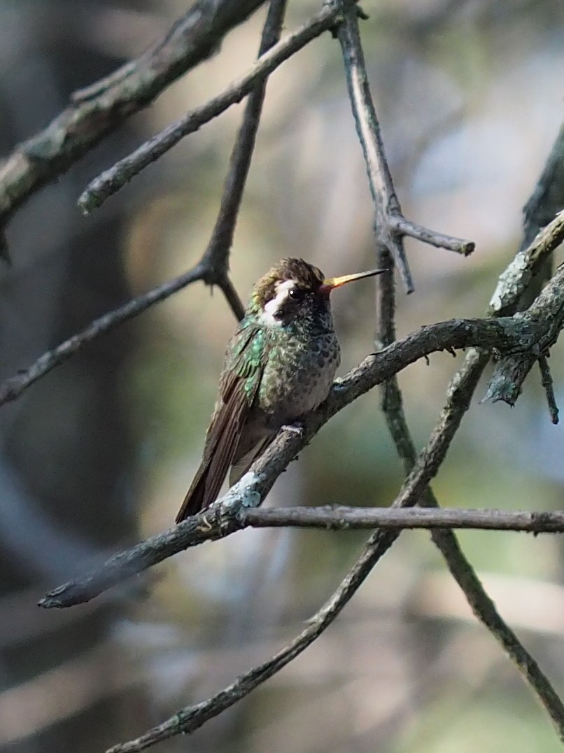 White-eared Hummingbird - ML637424712