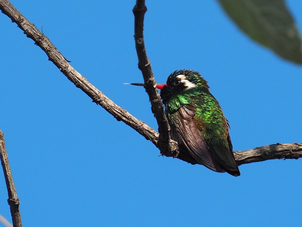 White-eared Hummingbird - ML637424713