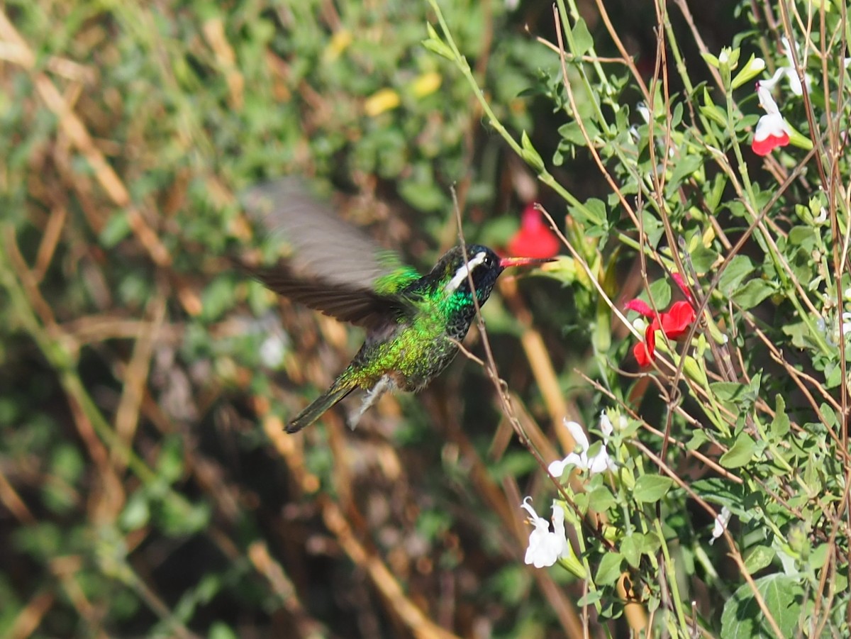 White-eared Hummingbird - ML637424714
