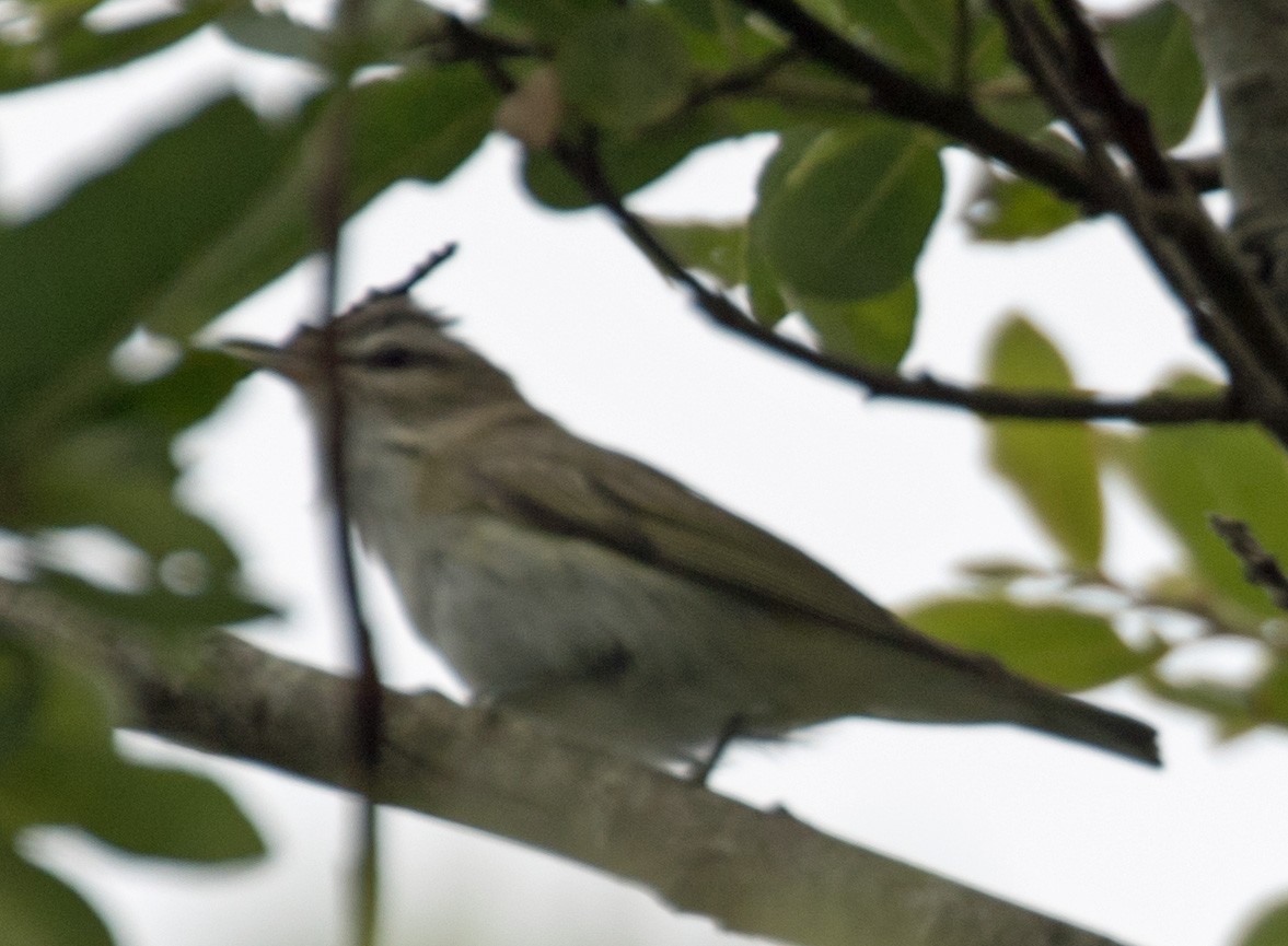 Red-eyed Vireo - ML637424721