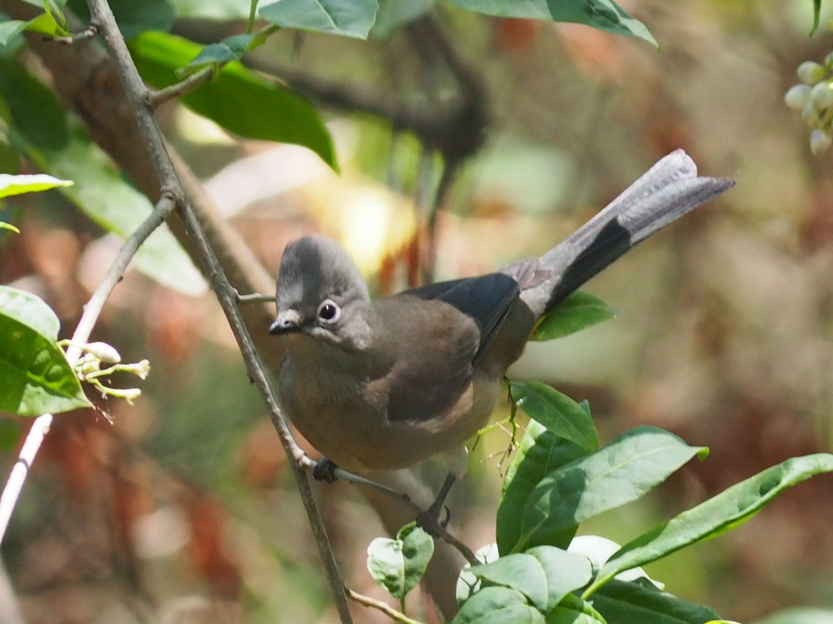Gray Silky-flycatcher - ML637424748