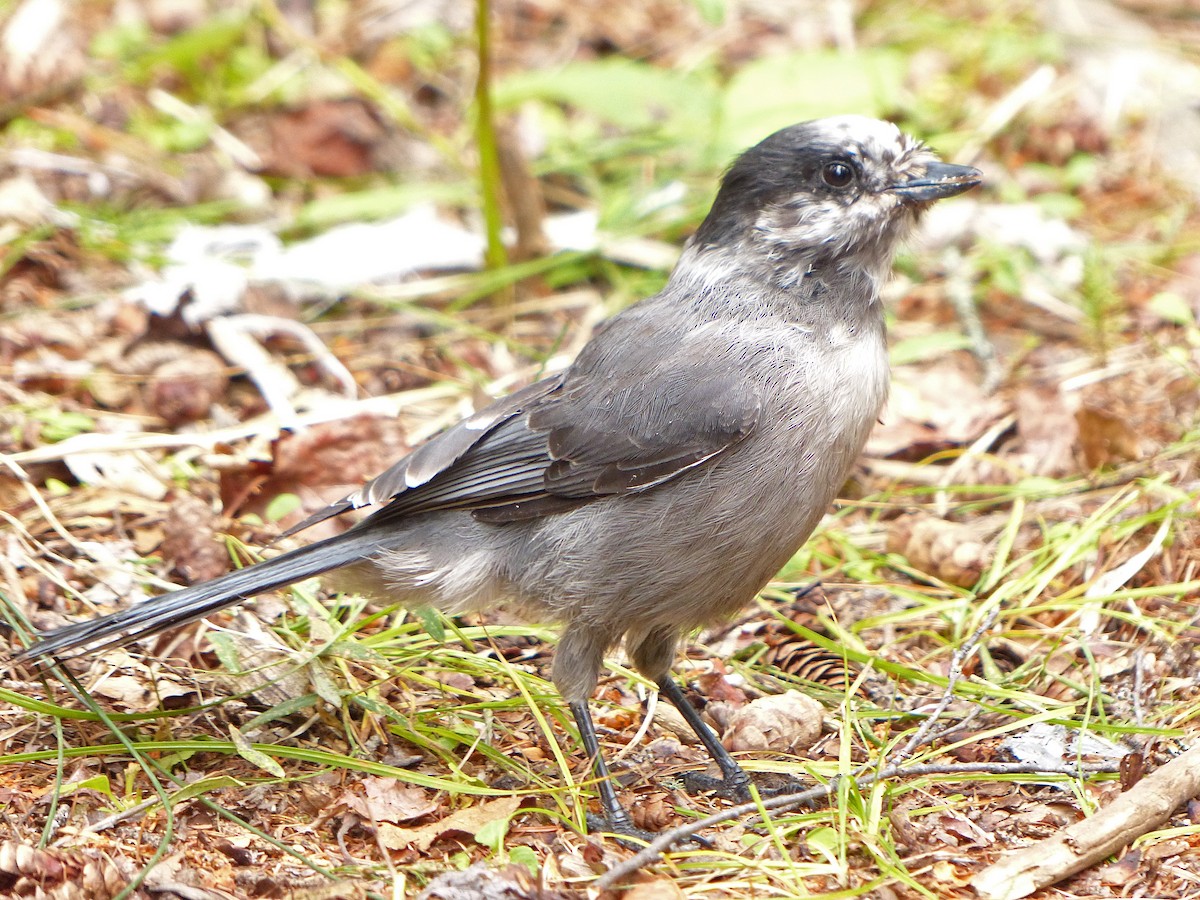 Canada Jay - ML637424753