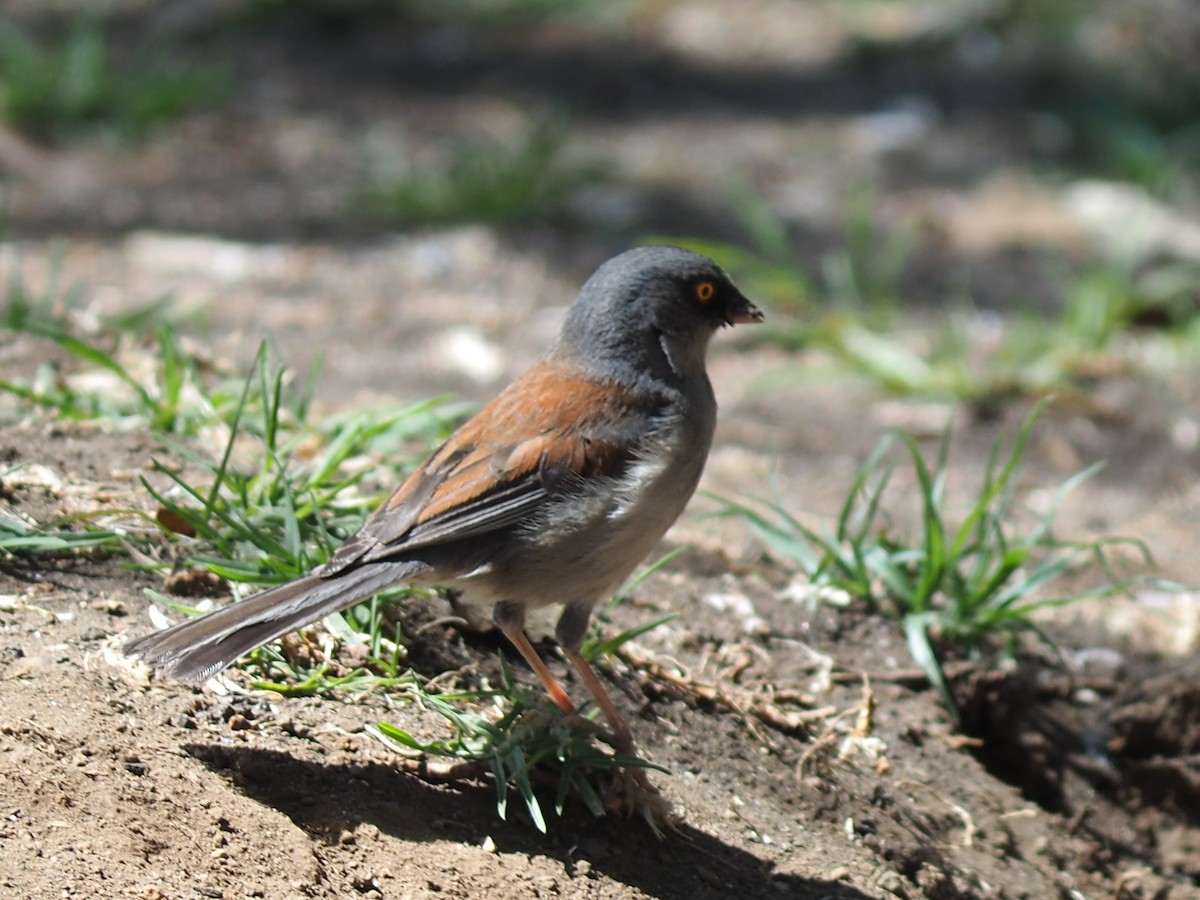 Yellow-eyed Junco - ML637424758