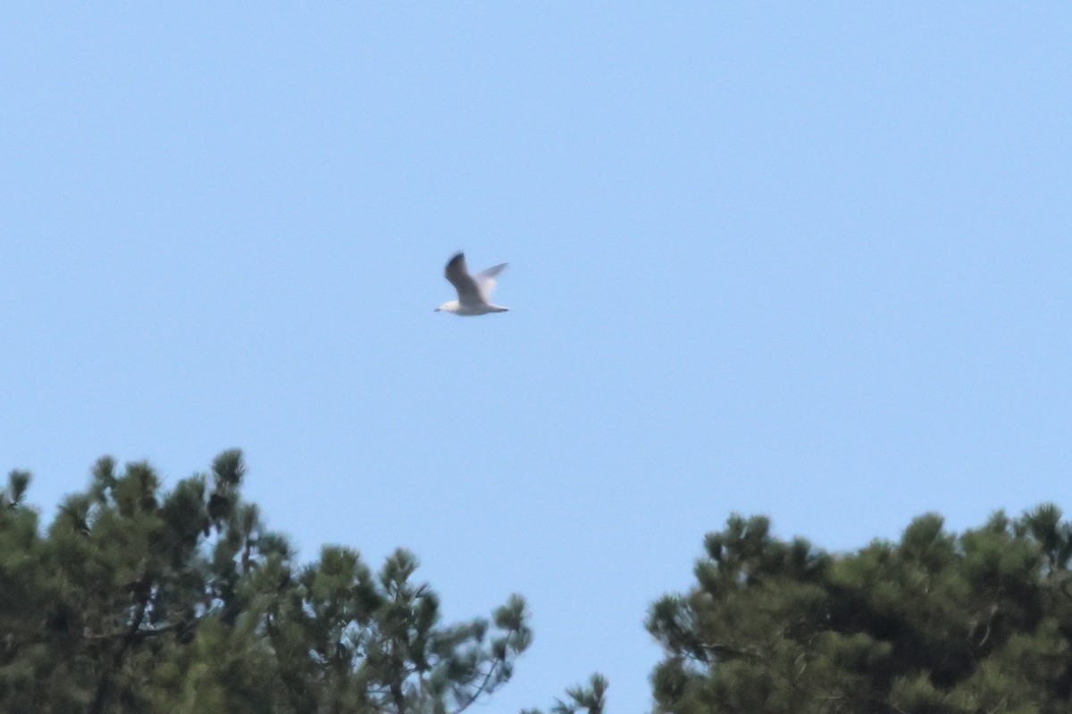 Audouin's Gull - ML637424773