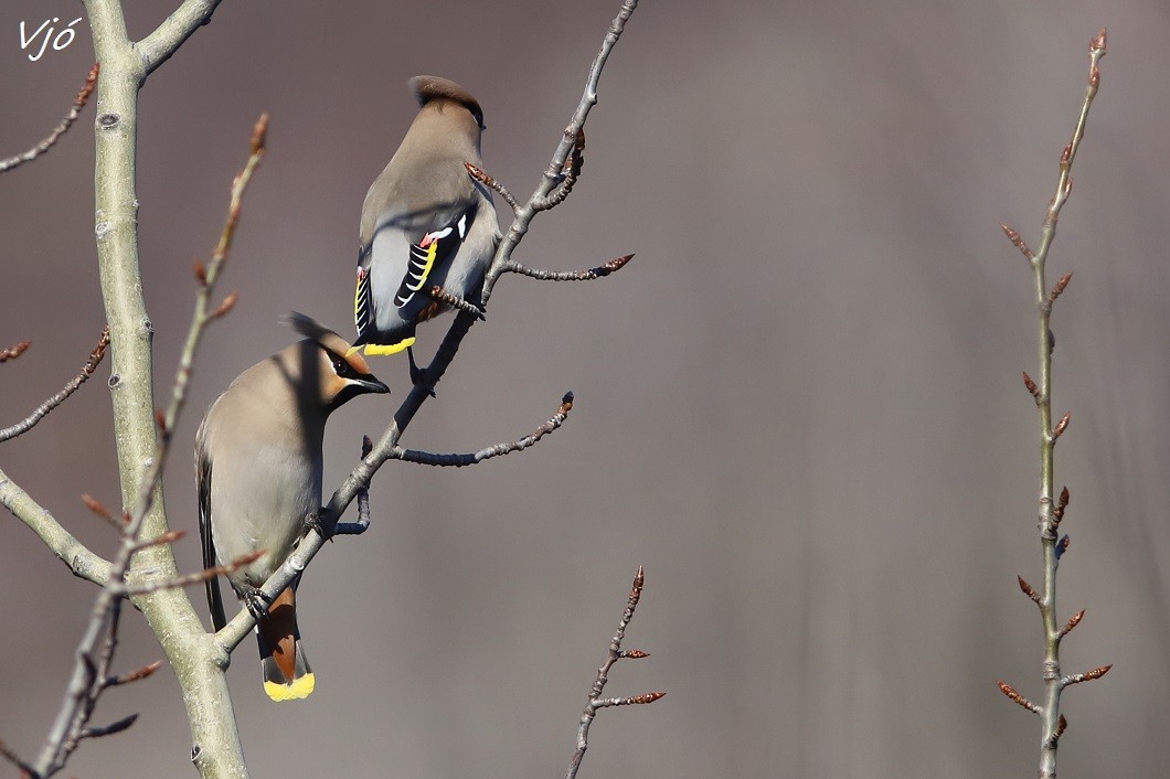 Bohemian Waxwing - ML637424777