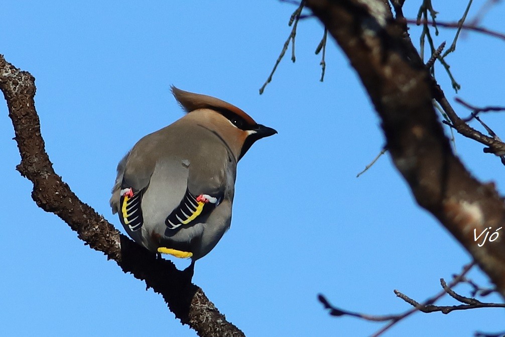 Bohemian Waxwing - ML637424778