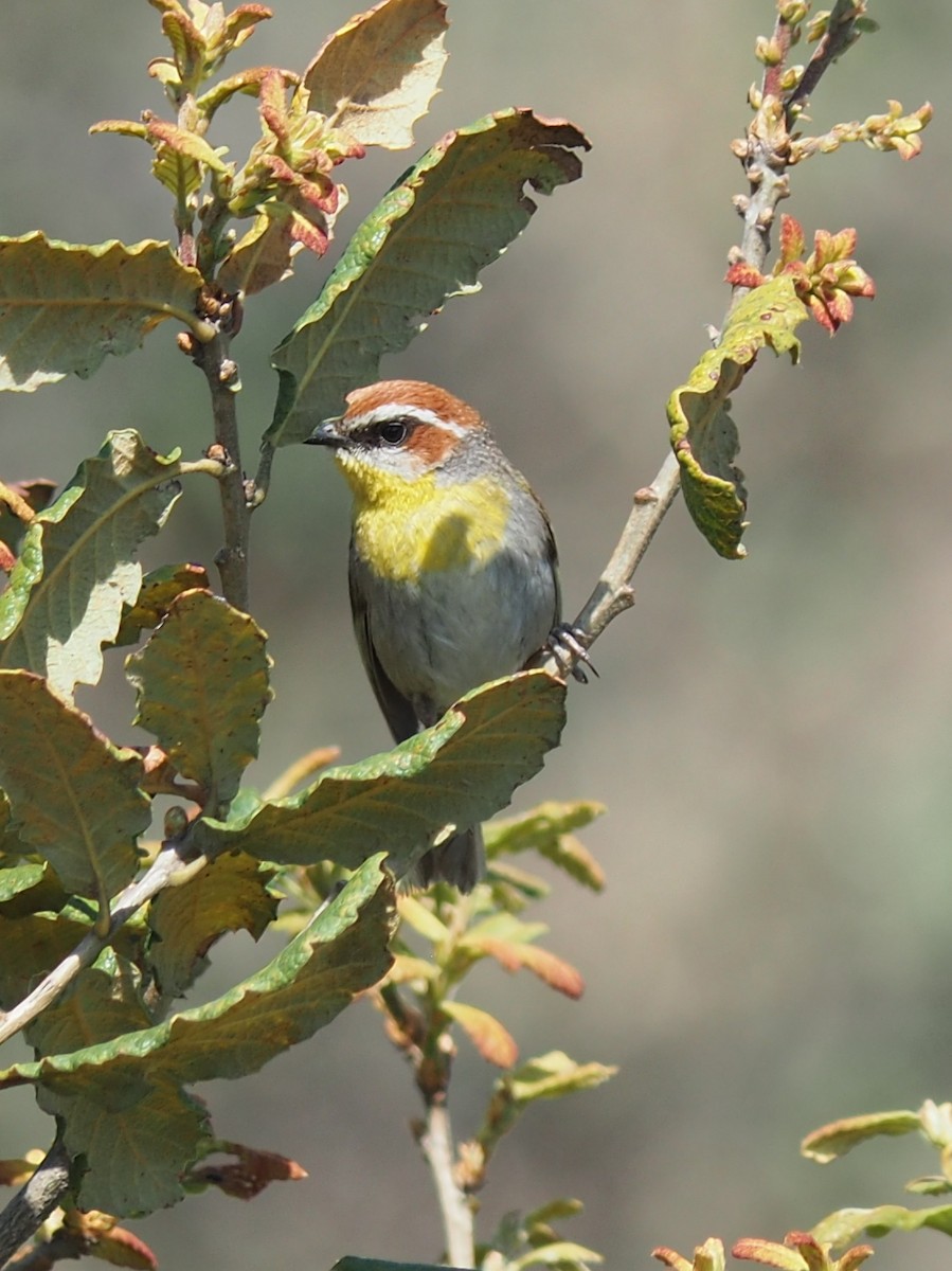 Rufous-capped Warbler - ML637424800