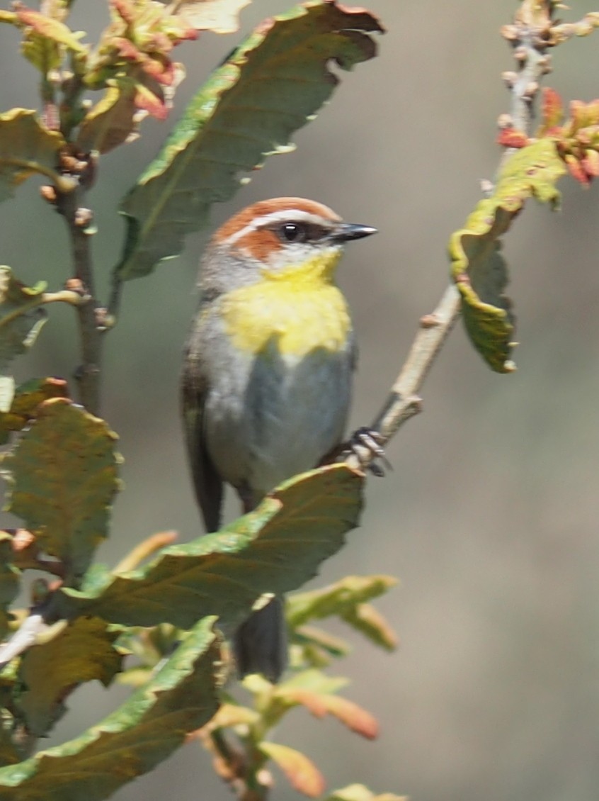 Rufous-capped Warbler - ML637424801
