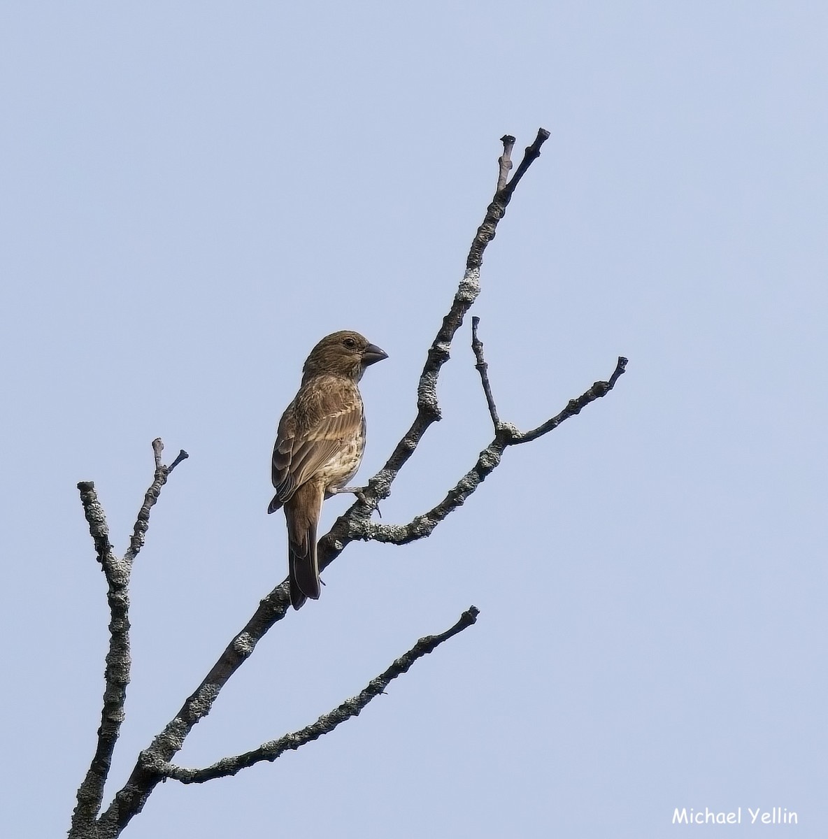 House Finch - ML637424813